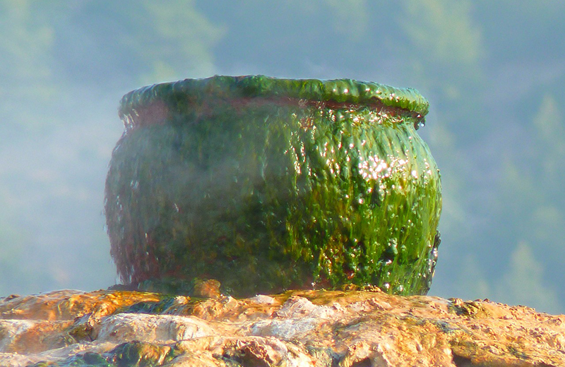 Trans Fat - Image of pot with green goo